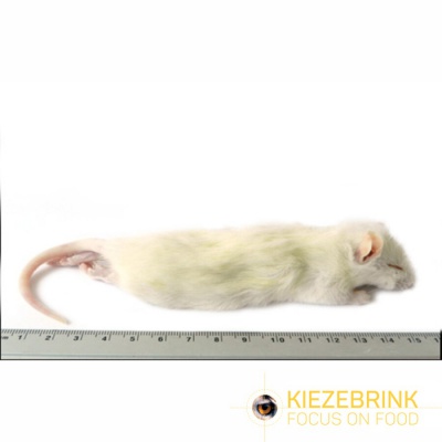 4eptiles Large weaner rat 60-90 g/5 pcs